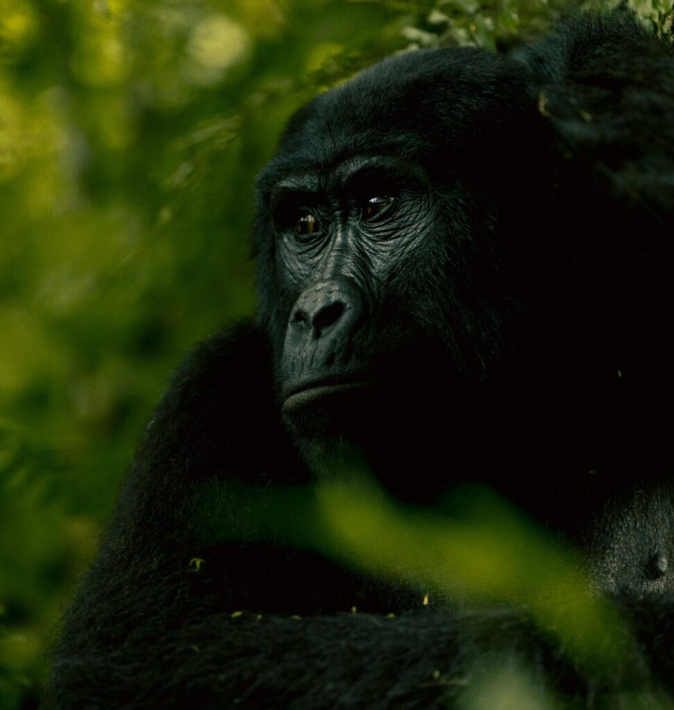 Intimate portrait of a mountain gorilla in the lush forests of Western Uganda.
