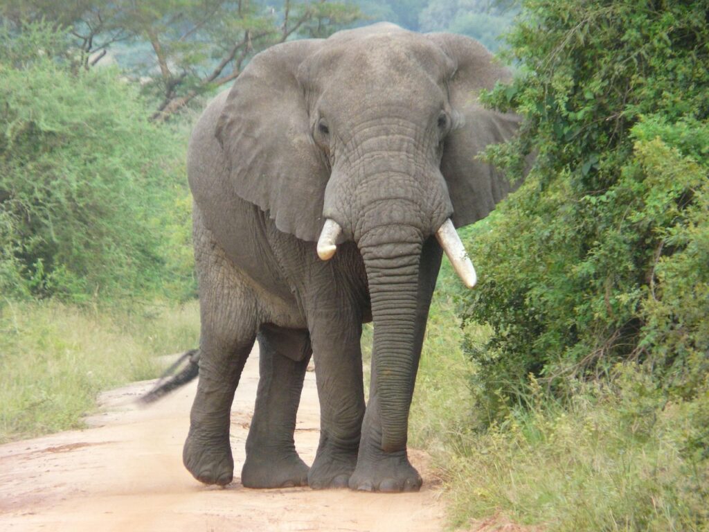 elephant, africa, conservation, endangered, wildlife, safari, elephant, elephant, elephant, elephant, elephant
