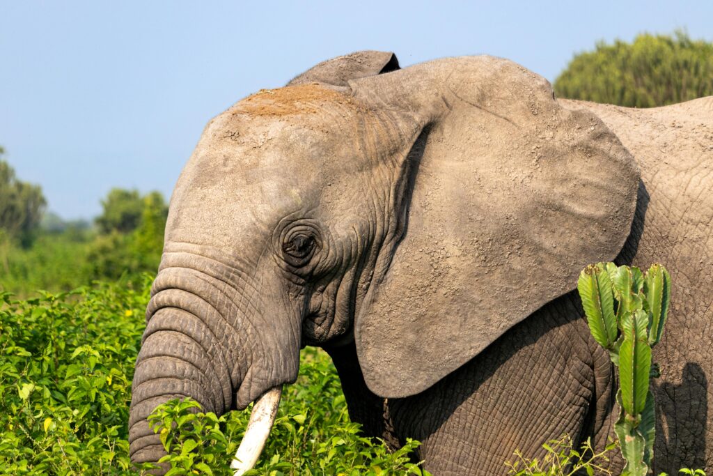 Close-up of an African elephant in the verdant savanna of Mbarara, Uganda.