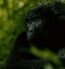 Intimate portrait of a mountain gorilla in the lush forests of Western Uganda.
